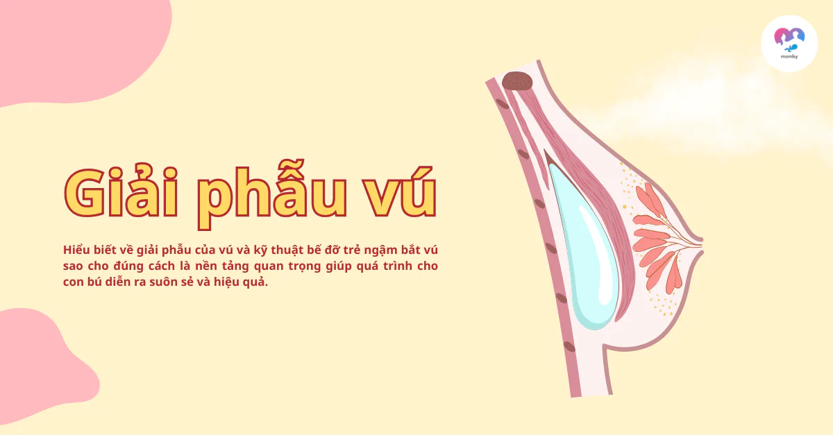 Giải phẫu vú và Cách bế đỡ và giúp trẻ ngậm bắt vú đúng.